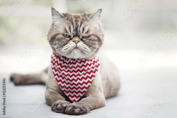 Obraz Wściekły kot