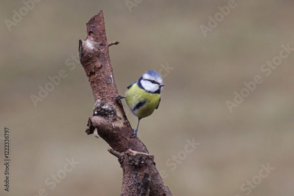 Obraz The Eurasian blue tit (Cyanistes caeruleus) posing on a branch, blurred brown background