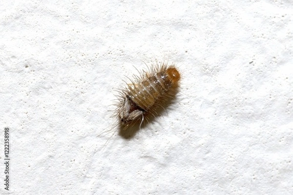 Fototapeta Close-up of Carpet Beetle Larva on White Surface, isolated