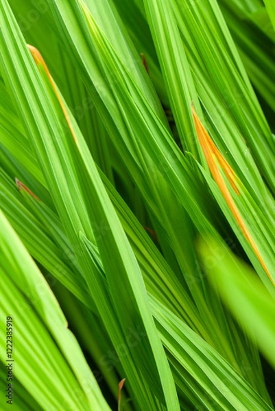Obraz vertical view of Green leaves background. The sun shining through green leaves in the garden.