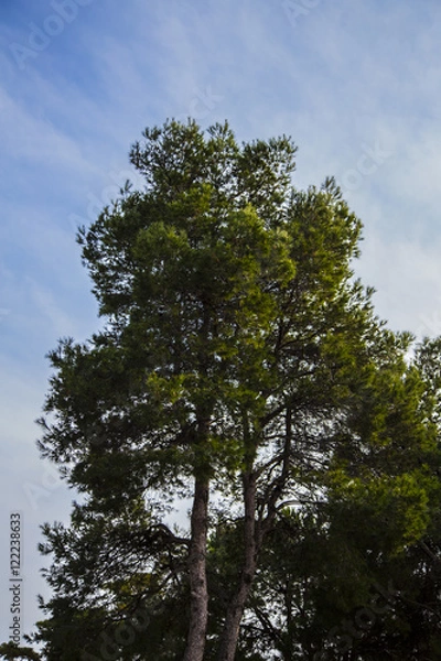 Obraz деревья