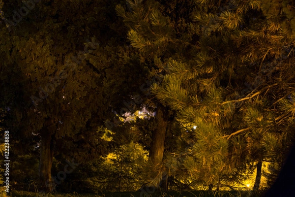 Obraz деревья,ночь