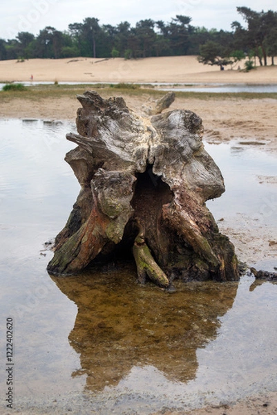 Fototapeta Sanddrift with ugly looking tree stump reflected in temporary pool, Loonse en Drunense Duien NP, Netherlands