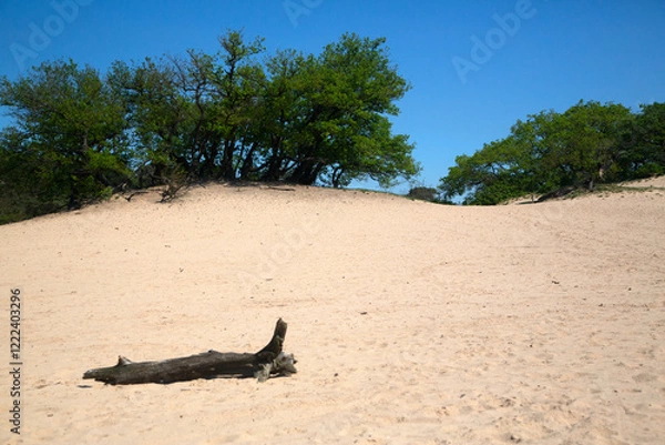 Fototapeta Small sanddrift in Loonse en Drunense Duinen nationlal park, North Brabant, Netherlands