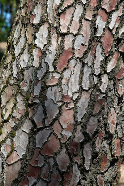 Fototapeta Bark of Pine tree (Pinus sylvestris)