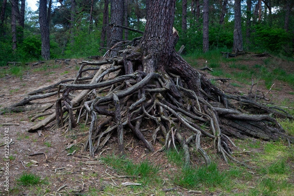 Fototapeta Bare roots of fir trees