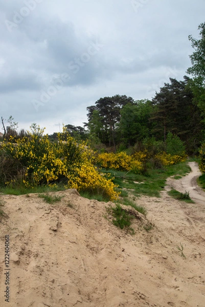 Fototapeta Flowering Common Broom (Cytisus scoparius) in valley of Loonse en Drunense Duinen National Park, North Brabant, Netherlands