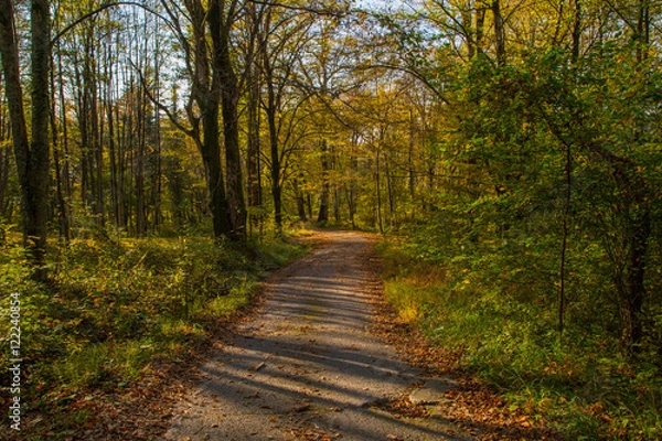 Obraz дорога,лес,загород