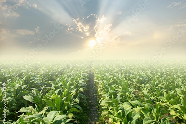 Obraz pole tytoniu.
