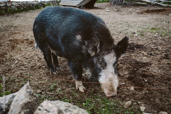Obraz Black pig