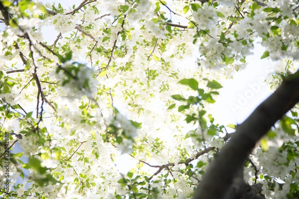 Obraz Spring blossoms