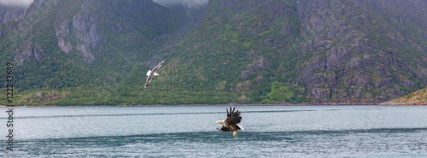 Obraz Fish eagle and Seagull
