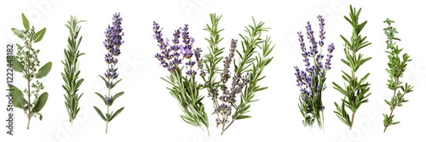 Fototapeta Set of A fresh sprig of rosemary herb placed delicately on a clean white surface, showcasing its green leaves and natural texture on transparent png background