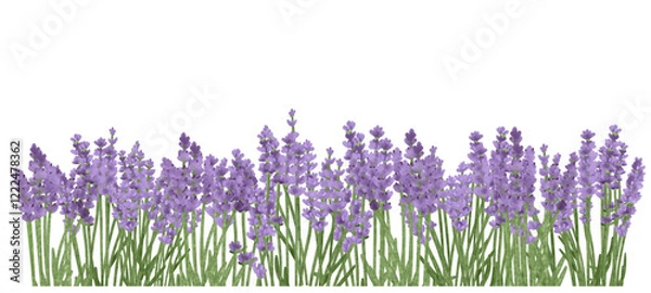 Fototapeta hand-drawn lavender flowers, isolated on transparent background, border, frame, illustration, element