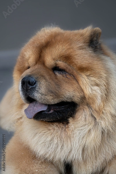 Obraz Chow chow dog, close-up