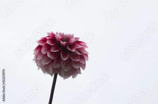 Fototapeta ダリア