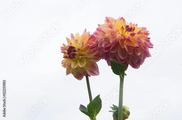 Fototapeta ダリア