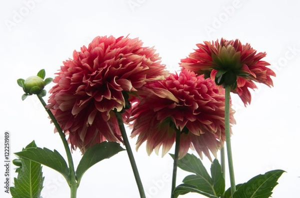 Fototapeta ダリア