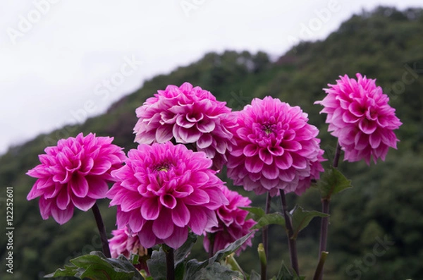 Fototapeta ダリア