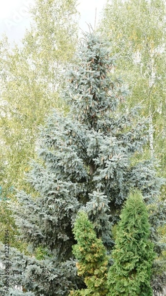 Fototapeta Ель и пихты на фоне берез