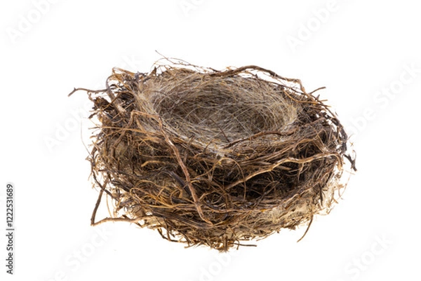 Obraz bird nest isolated