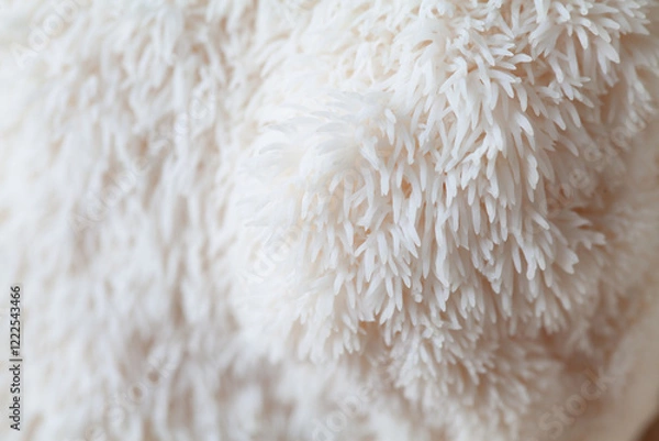 Fototapeta Lion's mane - Hericium erinaceus, medicinal mushroom, healthy fungus for brain function., It can be harvested for culinary use, acontains polysaccharides, such as β-glucan, hericenones and erinacines.