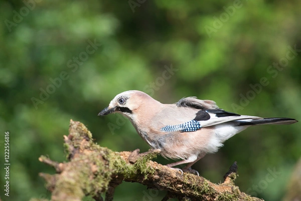 Fototapeta Eurasian Jay (Garrulus glandarius) on a branch in the forest