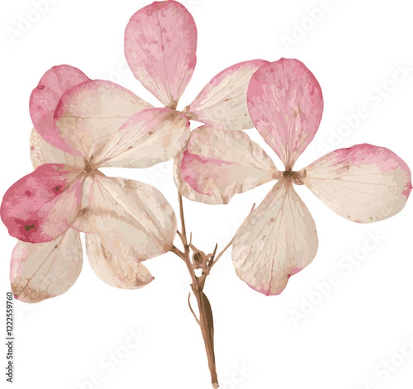 Fototapeta Pressed dried flower realistic illustration isolated on transparent background