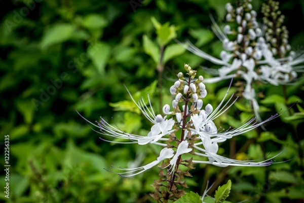 Obraz Cat's Whiskers
