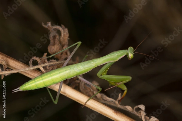 Obraz Macrophotographie d'un insecte: Mante religieuse (Mantis religiosa)