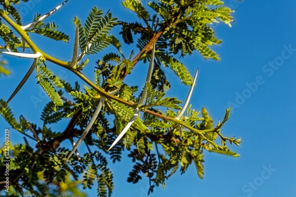 Obraz Extremely sharp thorns and leaves on acacia tree against a dark blue sky in summer in the Western Cape, South Africa