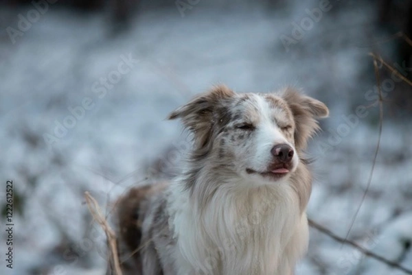 Obraz border collie dog