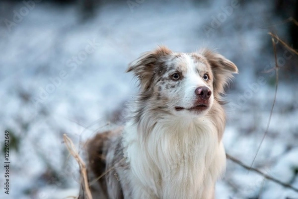 Obraz border collie dog