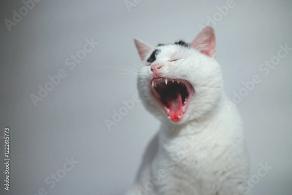 Obraz white cat portrait