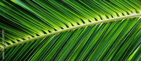 Fototapeta Vibrant green palm tree leaf close-up on white background showcasing intricate texture and details illuminated by soft natural light