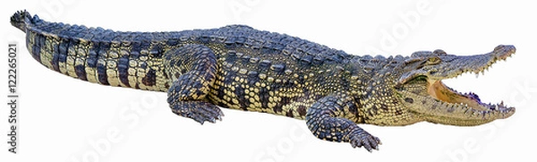 Obraz Krokodyl na białym tle.