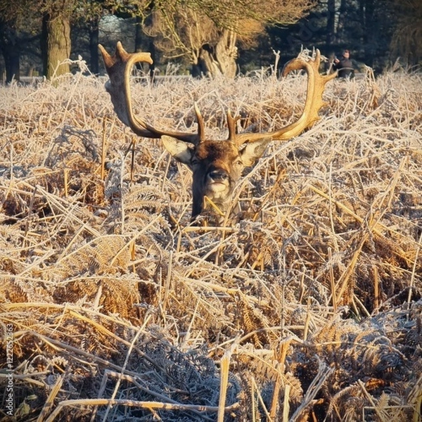 Obraz Deer in the grass