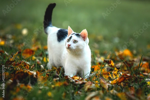 Obraz white cat in the grass