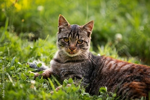 Obraz cat in the grass