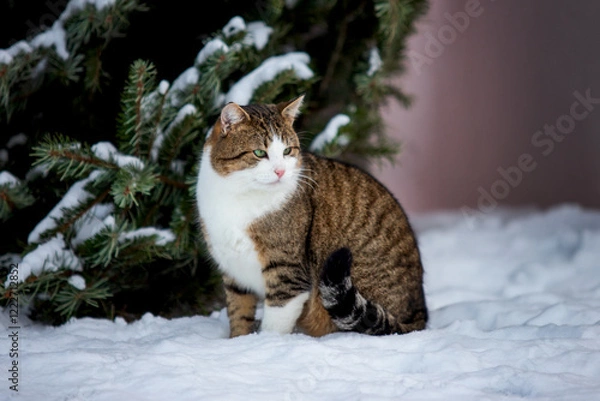 Obraz cat in snow