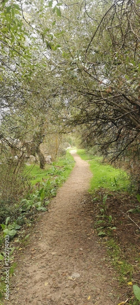 Obraz beautiful path covered with leaves in the middle of a forest