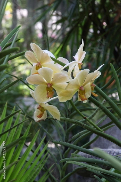 Obraz Exotic Orchids