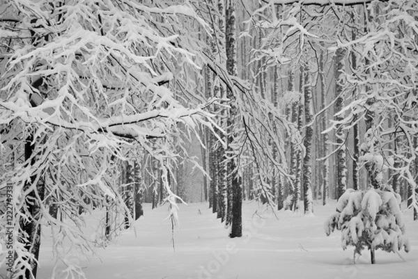 Obraz Winter forest with snow-covered tree branches