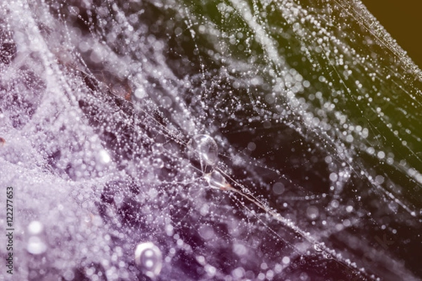 Fototapeta Spider web with water drops