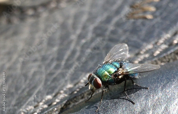Obraz fly basking in the sun