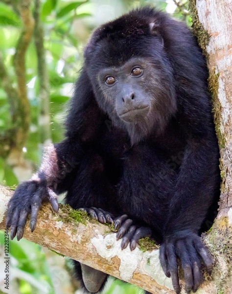 Obraz Monkeys in Belize