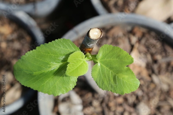 Fototapeta Fig tree plant new life after budding,budding and grafting technique are similar for plant propagation effectively.