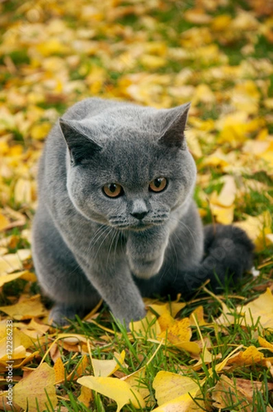 Obraz British Shortcut Cat