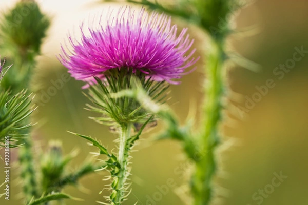Fototapeta Bur flowers