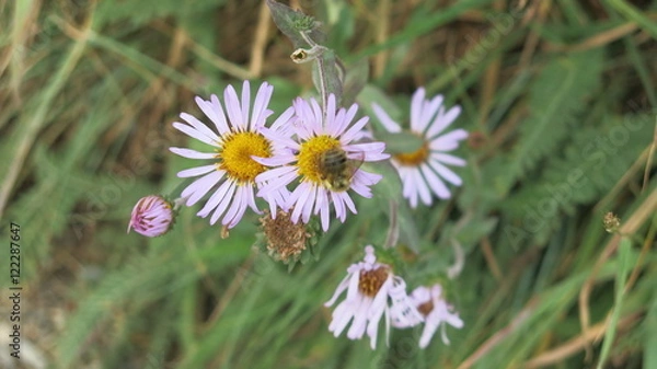 Obraz Flowers and bees